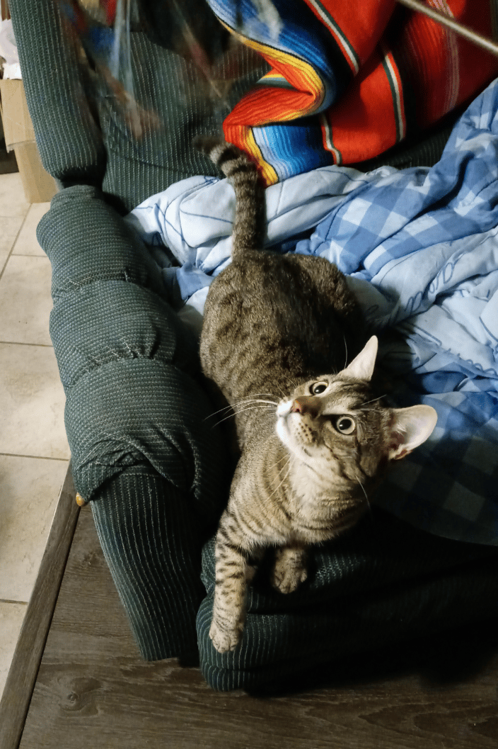 Munchkin watching teaser wand