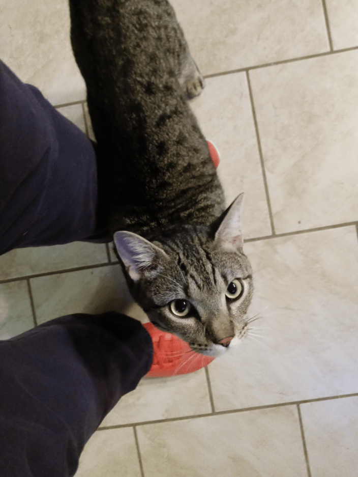 Munchkin asking for treats