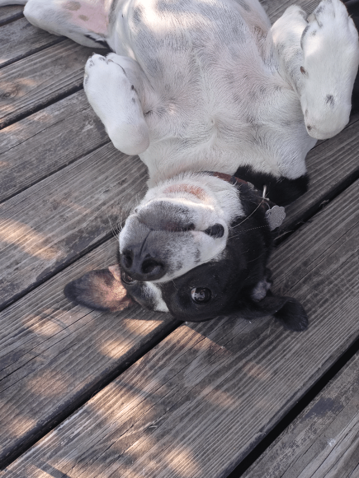 Callie always wants belly rubs!