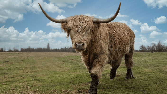 Cow!