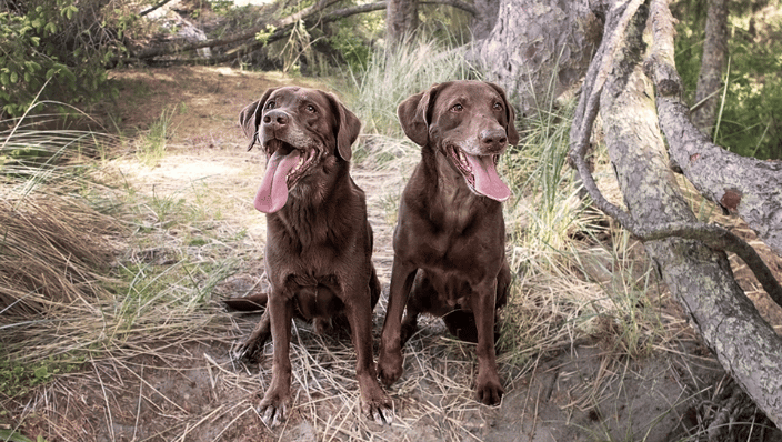 Labs!