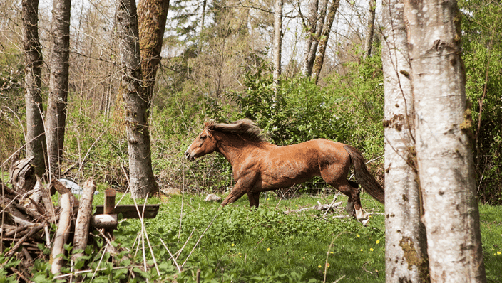 Horse!