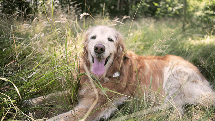 Golden!