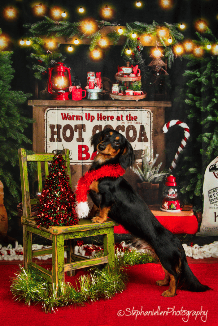 Fun Christmas