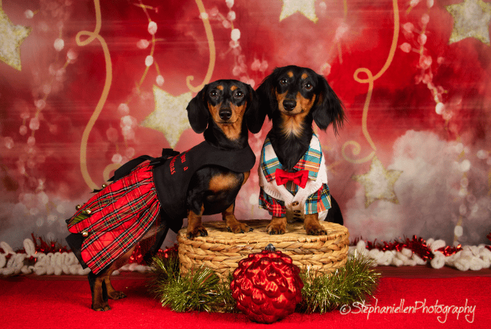 Christmas fun