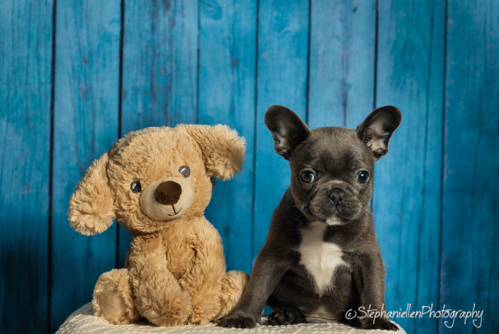Pup and freind