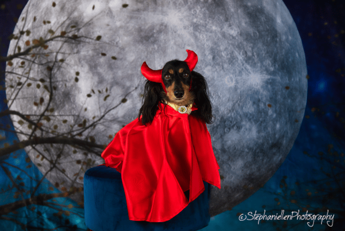 Devil doxie