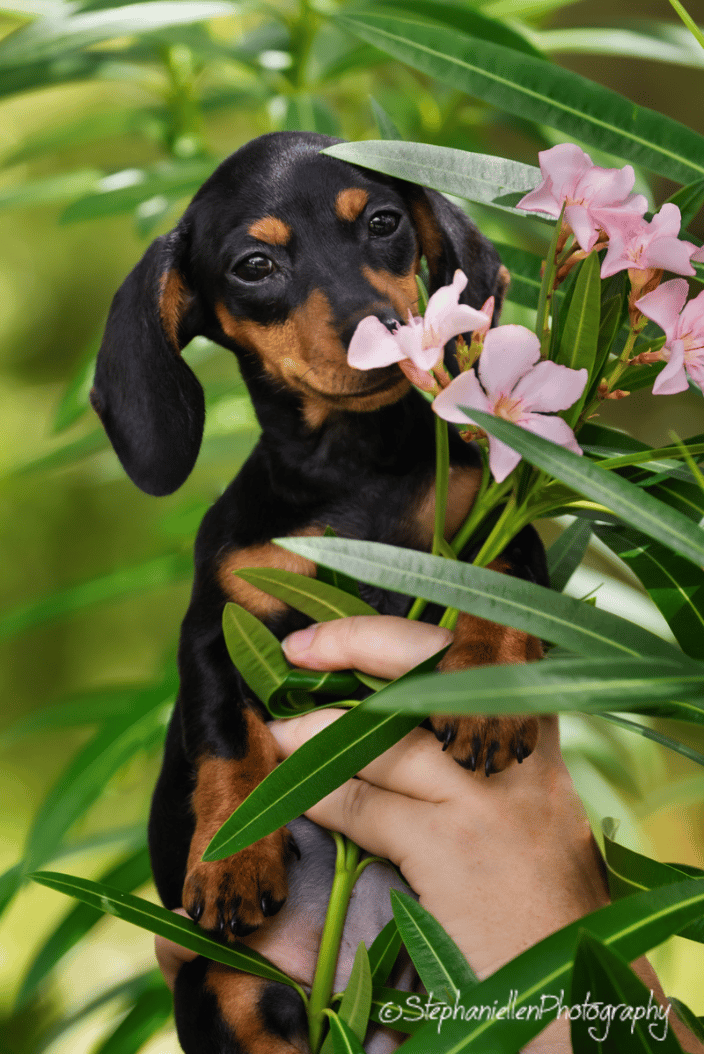 Puppy first photos