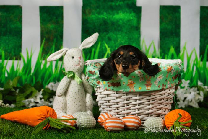 Easter puppy