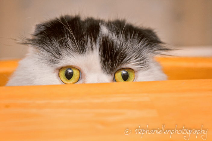 Shy kittie