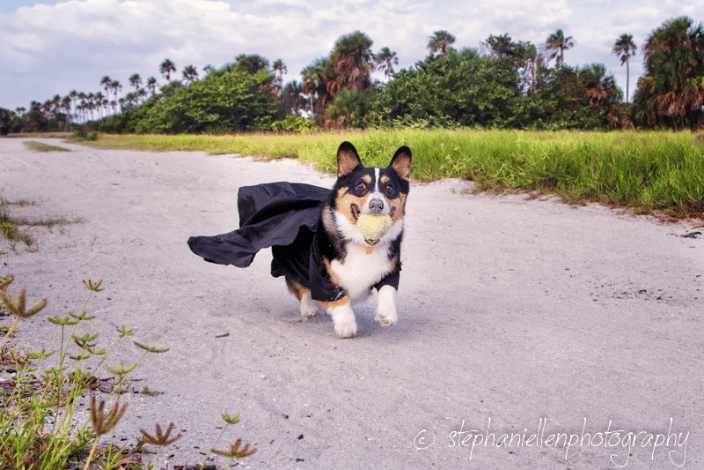 A dog named Darth Vader