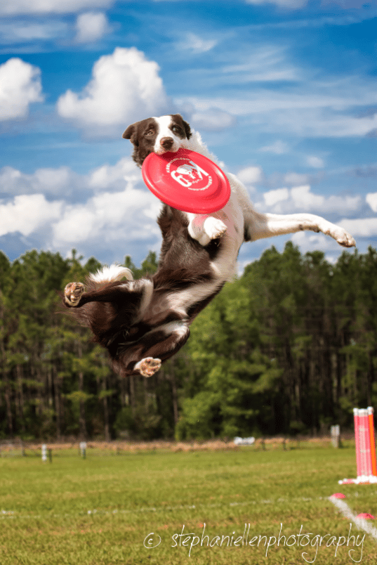 up dog