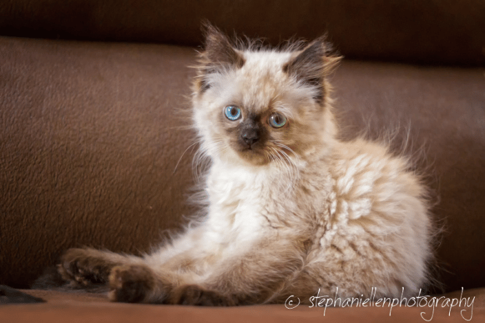 Kitten