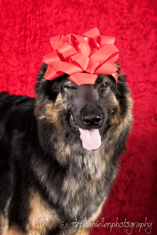 Fun Christmas