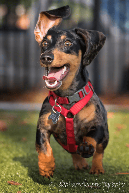 Dog Park