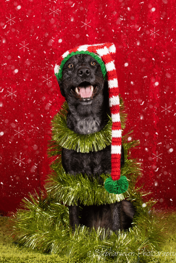 Fun Christmas