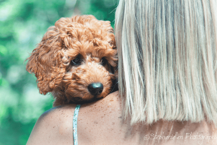 Doodle puppy