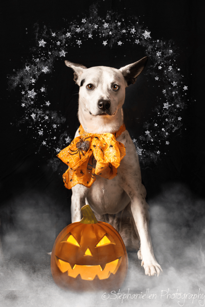 Halloween Fun