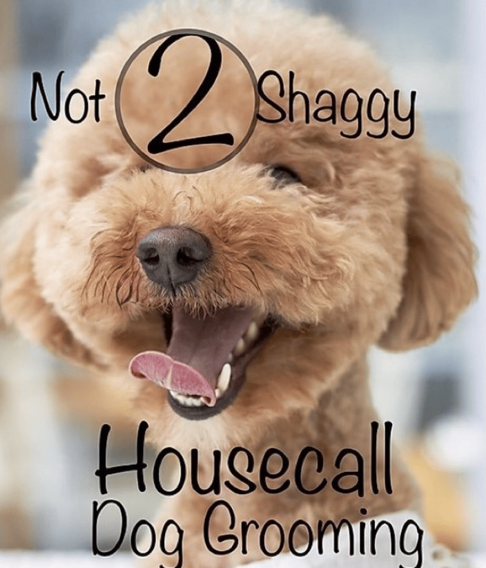 Shaggy dog shop mobile grooming