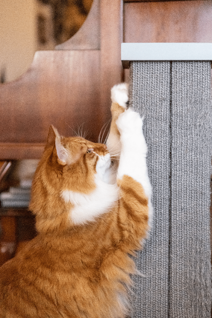 Redirecting destructive scratching to the scratching post.
