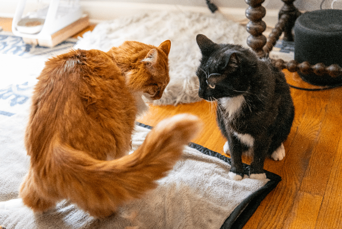 Cat-cat introductions can be challenging, and following proper plans can help make them successful.