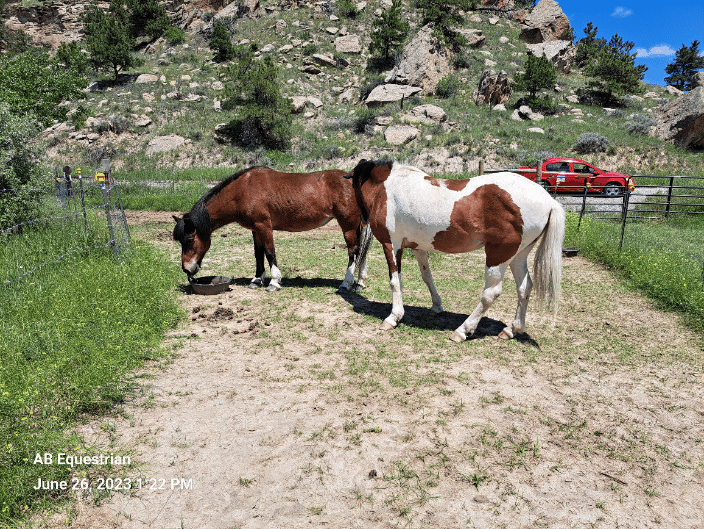 Client horse's after medication, fly spray and grain.