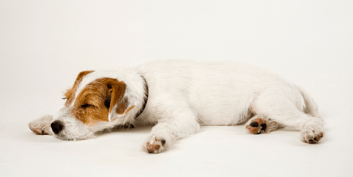 Puppy asleep on studio floor