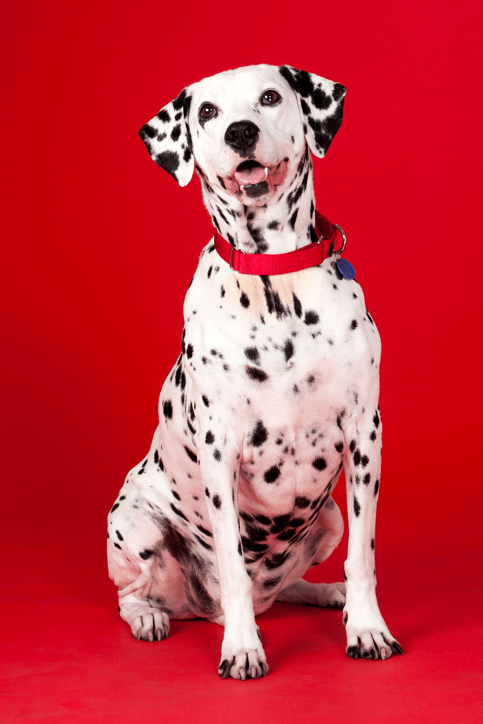 Dalmatian on red backdrop