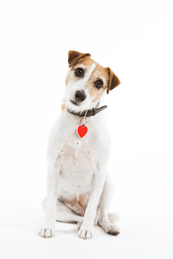 Inquisitive Jack Russell at studio.