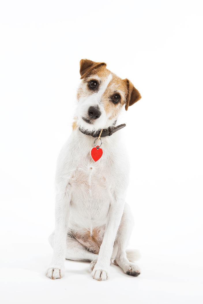 Inquisitive Jack Russell at studio.