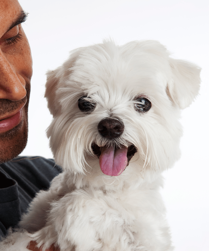 Maltese adored by his human.