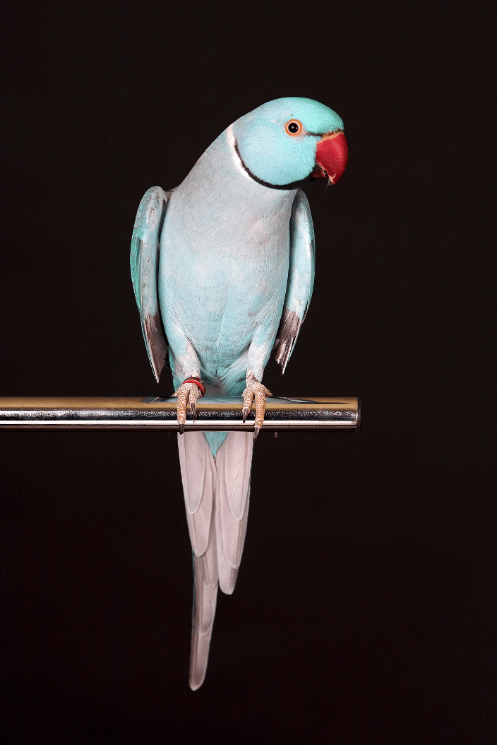 Parrot at studio with black backdrop.