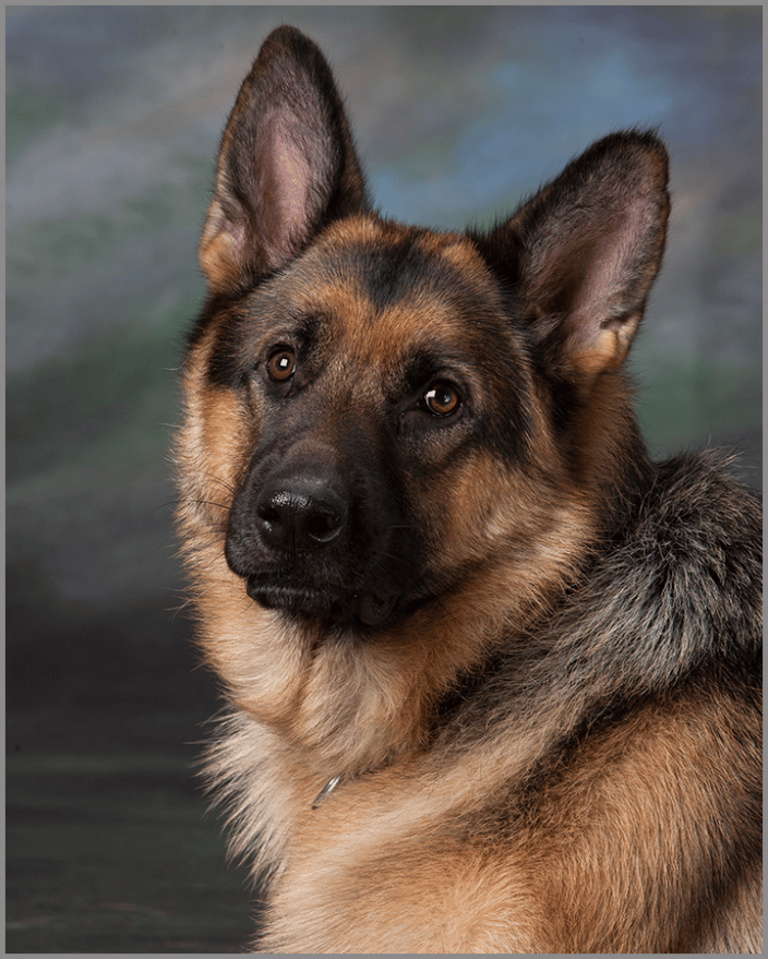 German shepherd at the studio.