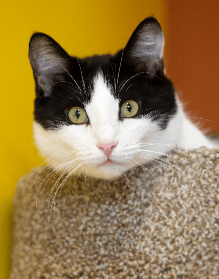 Cat on his perch.
