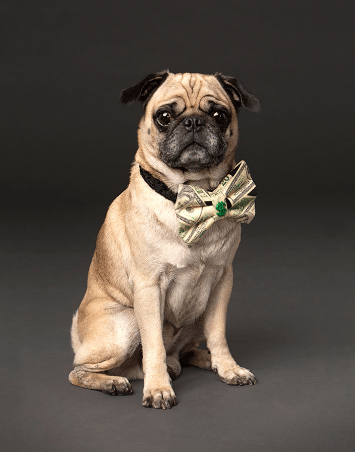 Pug at the photo studio.