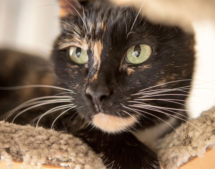 Tortoise shell kitty at home with beautiful eyes.