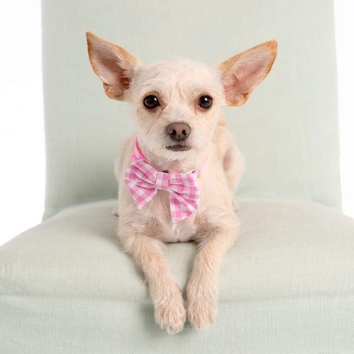Cream chihuahua on mint colored chair.