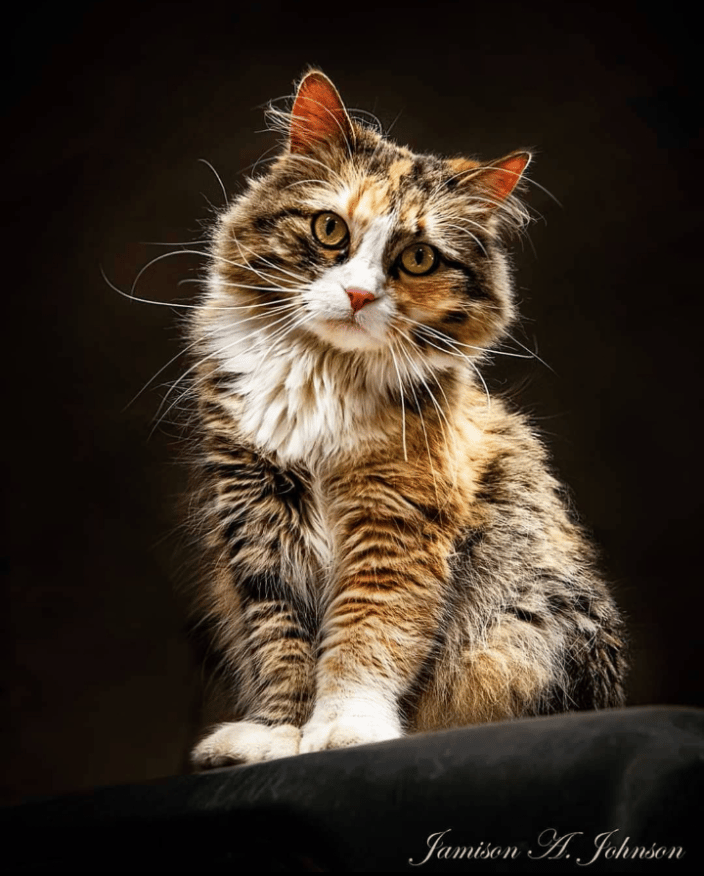 Cat Portrait
