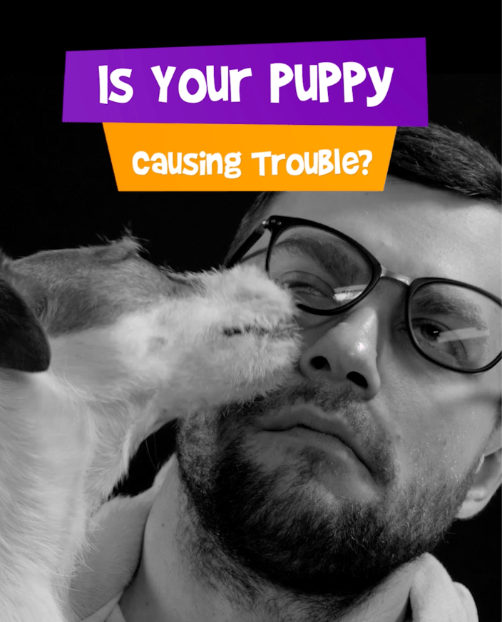 Is Your Puppy Causing Trouble? Sign Up for Dog Training Lessons Today!