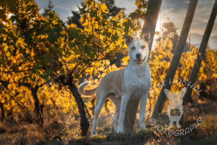 A dog at a winery