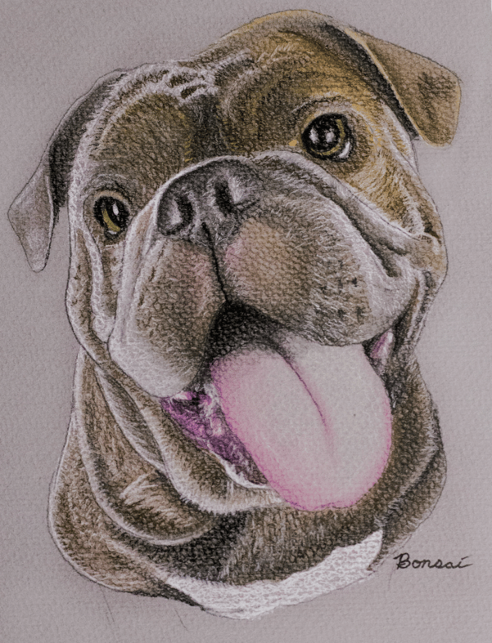 Dog Pastel Portrait - Bonsai