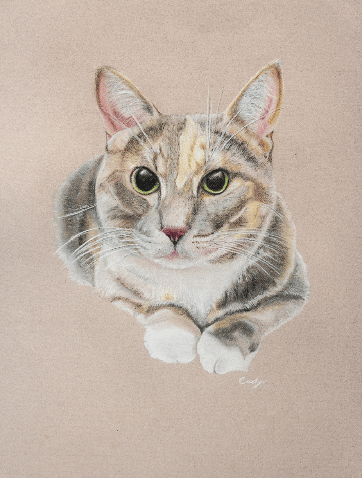 Cat Pastel Portrait - Cady