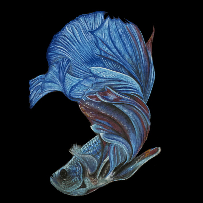 Betta Fish Pastel Drawing - Example