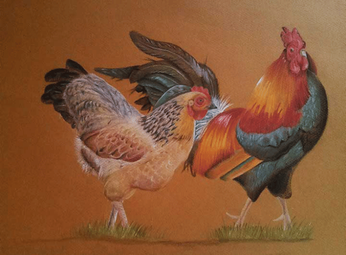Chicken Pastel Drawing - Example