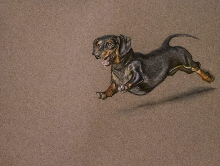 Dachshund Pastel Drawing - Example