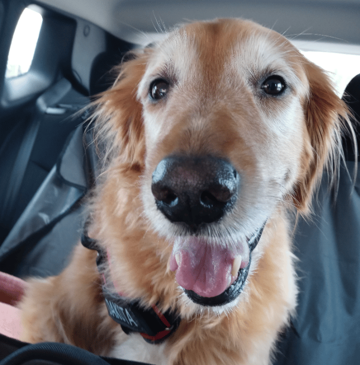 Dakota enjoys the Pet Taxi