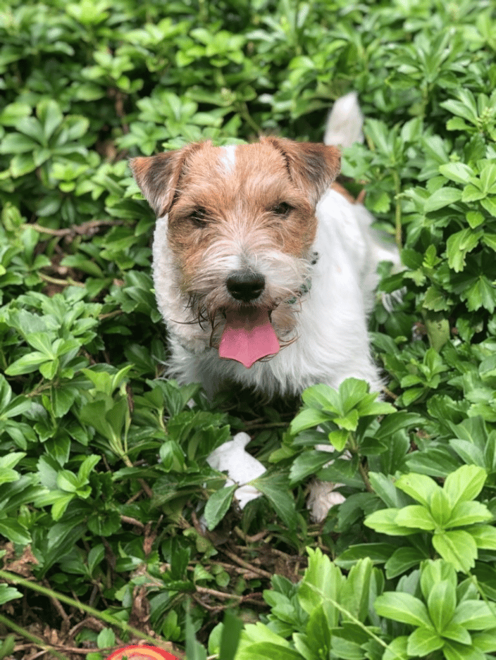Sweet Bella 