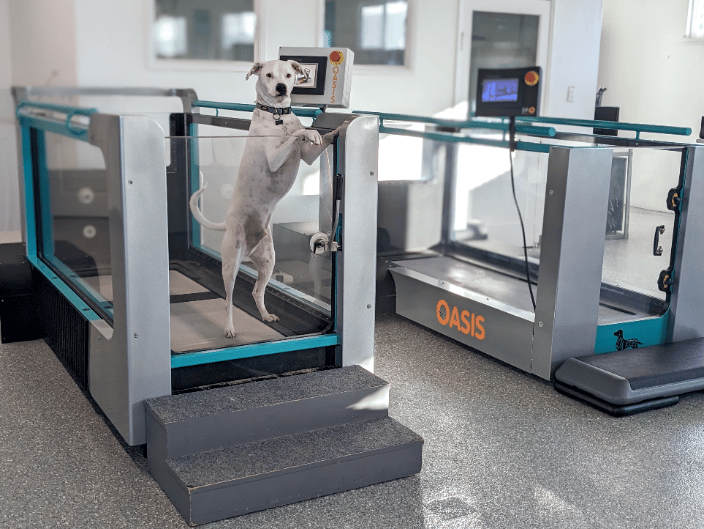 Dogtor Wilbur showcases our Underwater Treadmills