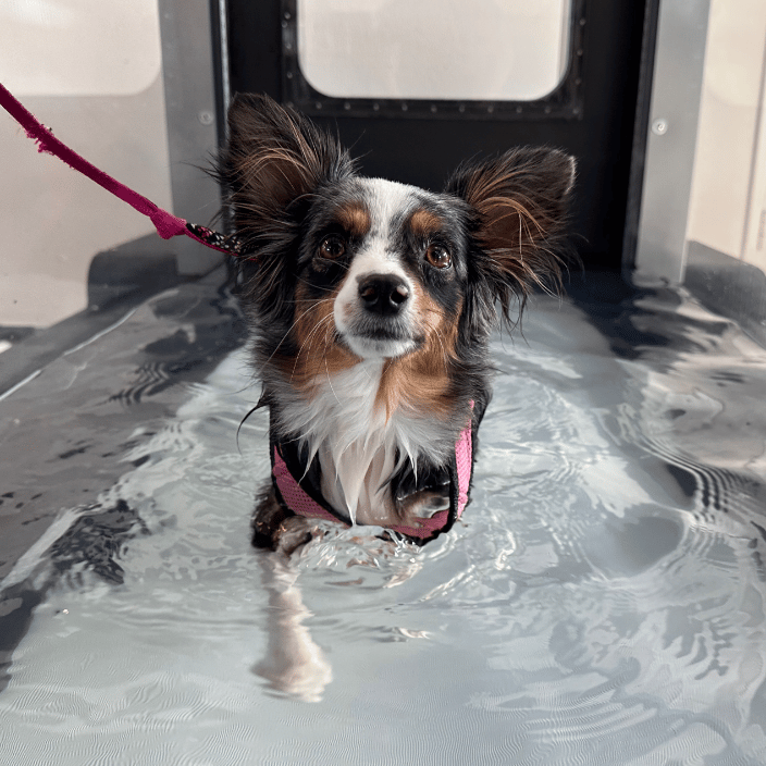 Kaya is exercising in the Underwater Treadmill, a low impact but high resistance workout to build muscle without causing pain.