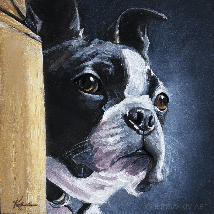 Boston Terrier